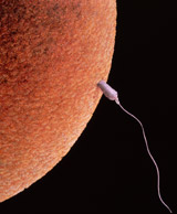 malayali amateurcom germ cells sperm