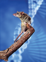 Marsupial genomics cover