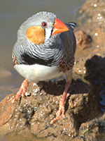 zebra finch lifespan